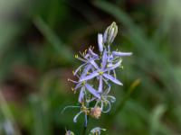 Prärielilie im Botanischen Garten - Erlangen